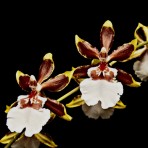 Oncidium Colmnara Jungle Monarch Flowering Size